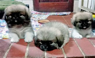 Pekingese Puppies