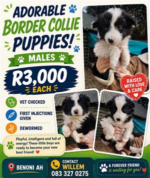 Border collie pups for sale 