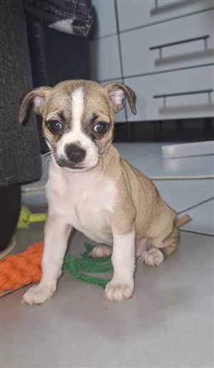 Deer head and Apple head Chihuahua puppies