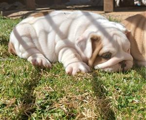 Gorgeous English bulldog puppies available