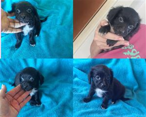 Chiweenie puppy
