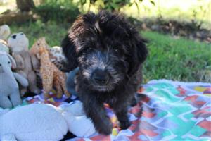 Border Collie Poodle Mix- Bordoodle, Border Doodle