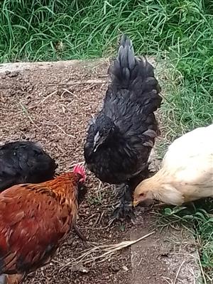 Chickens and Coturnix Quail available