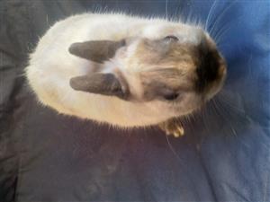 Netherland dwarf bunny's for sale 