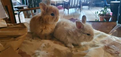Jersey Wooly Dwarf Rabbits Miniature Bunnies Mini Hasies