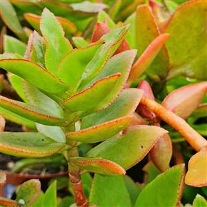 Crassula Succulent  A Bag GARDEN MARKET PLACE  NO 1 Gardens Road. HILLCREST