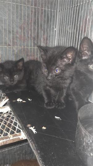 Baby kittens up for sale 