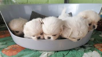 Pekingese puppies 