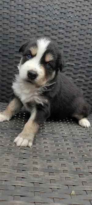 Assie Siberian Puppies 