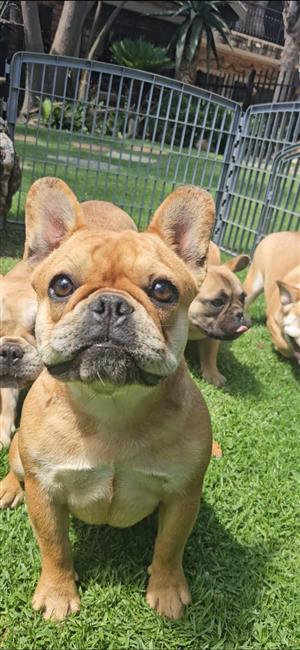 Oatmeal Souffle, Brie, Twinkels : Frenchie French Bulldog puppies / adults