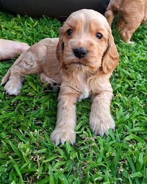 Cocker Spaniel Puppies for sale