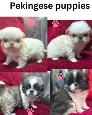 Pekingese pups for sale