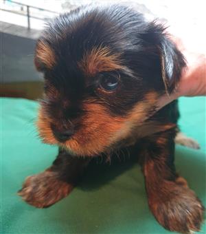 Dogs And Puppies In Secunda Junk Mail