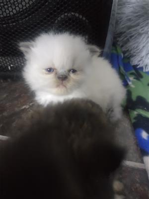Purebred Persian Kittens for sale 