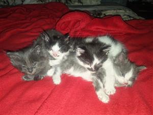 Main Coon Kittens available