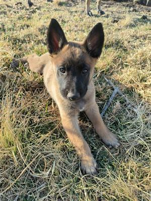 Purebred Belgian Malinois puppies for sale