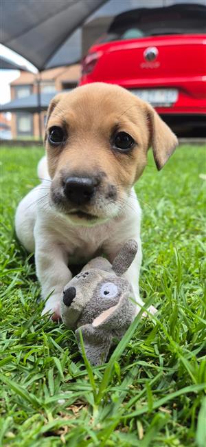 FEMALE JACK RUSSELL PUPPY FOR SALE