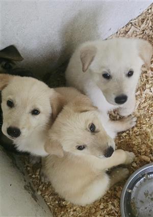 White German Shepherds 