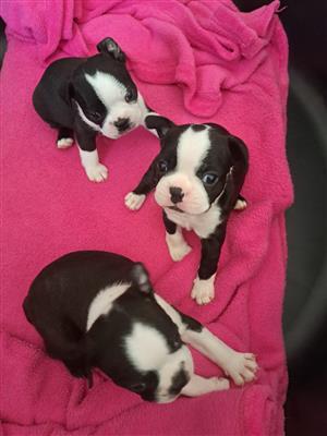 PUPS Boston Terrier