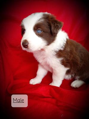 Beautiful healthy brown Border Collies for sale. 6 Weeks old. Vet checked, vacci