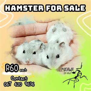 White Hamsters for Sale