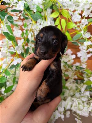 Dachshund puppies
