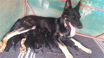 German Shepherd puppy's for sale kusa registered