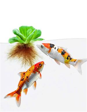 Koi Pond - Plants For Your Pond