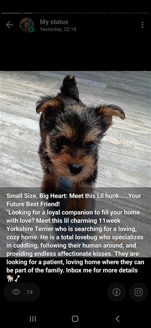 Yorkshire Boy Puppy for sale to a good home