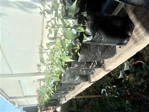 Pepper plants. Cayenne and Yellow Pepper R 15 each. Uitenhage, used for sale  Uitenhage
