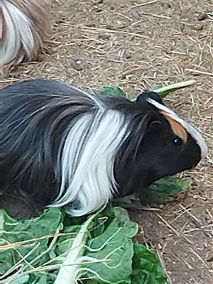 Silkie long hair guinea