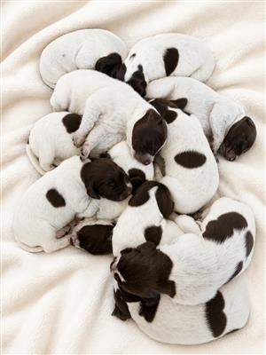 GSP Pups for sale