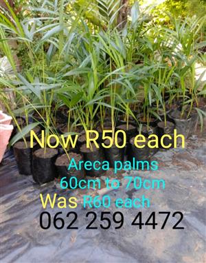 Areca Palms 60cm to 70cm for Sale. 