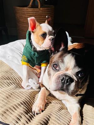 Boston Terrier  Fawn Registered 