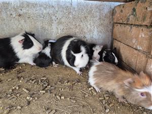 Guinea Pigs for sale