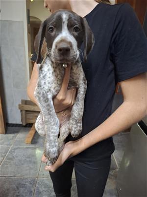 GSP ( German shorthaired Pointers) te koop. 9 April 2025 is hulle 8 weke oud.
