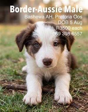 Aussie Collie Male