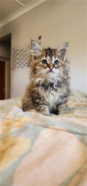 Maine coon x ragdoll kittens