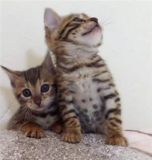 Healthy Male and female bengal kittens