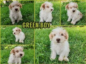 Morkie male puppies available.
