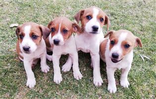 Purebred Jack Russell Puppies For Sale