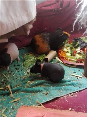 3 female guinea pigs to someone who love them