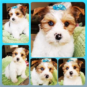 BEAUTIFUL One Blue Eyed Yorkie Puppy for Sale