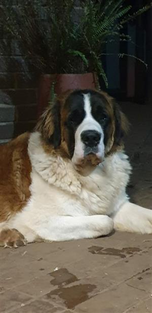 Saint Bernard 