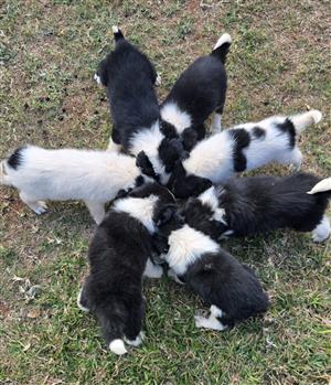 Border Collie puppies 
