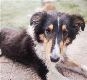 Rough / Lassie type collie male puppy 