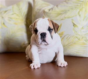 Gorgeous English bulldog puppies available