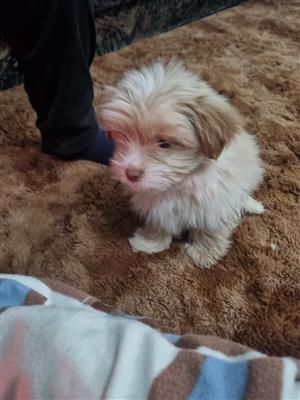Morkie puppy 