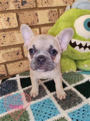 Gorgeous Exotic French bulldog puppies available