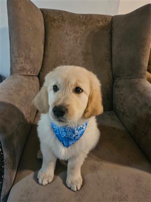 Stunning Golden retriever puppies available 